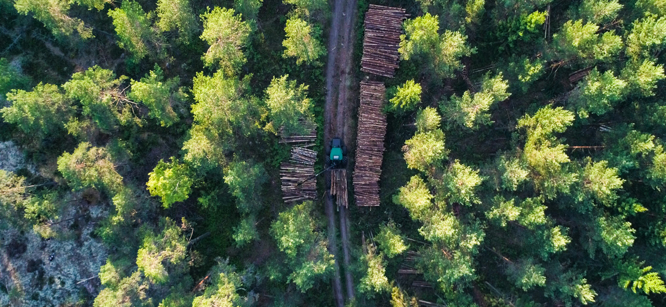 An aerial photograph looking down on a forest with stacks of felled logs