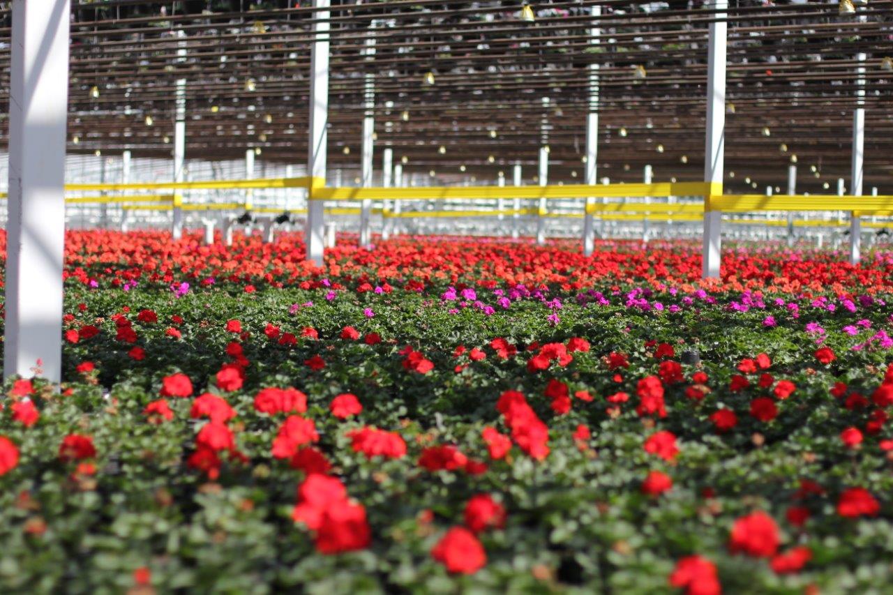 Alberta / B.C. Greenhouse Nursery teams up with Avison Young to create Pop-up Garden Shops “Glow Gardens”